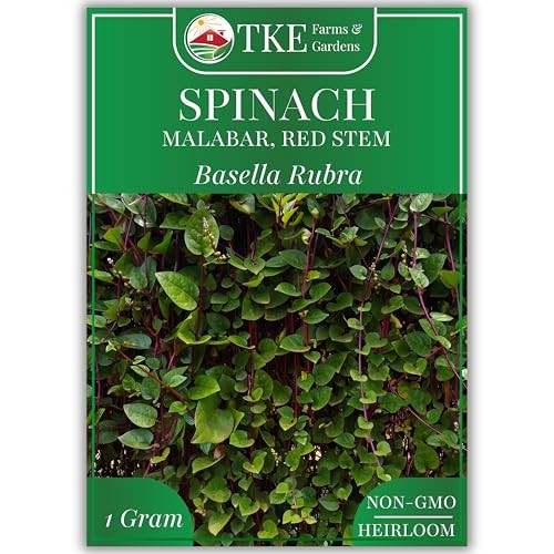 – Red Malabar Spinach Seeds for Planting, Heirloom Non-GMO Climbing Spinach,