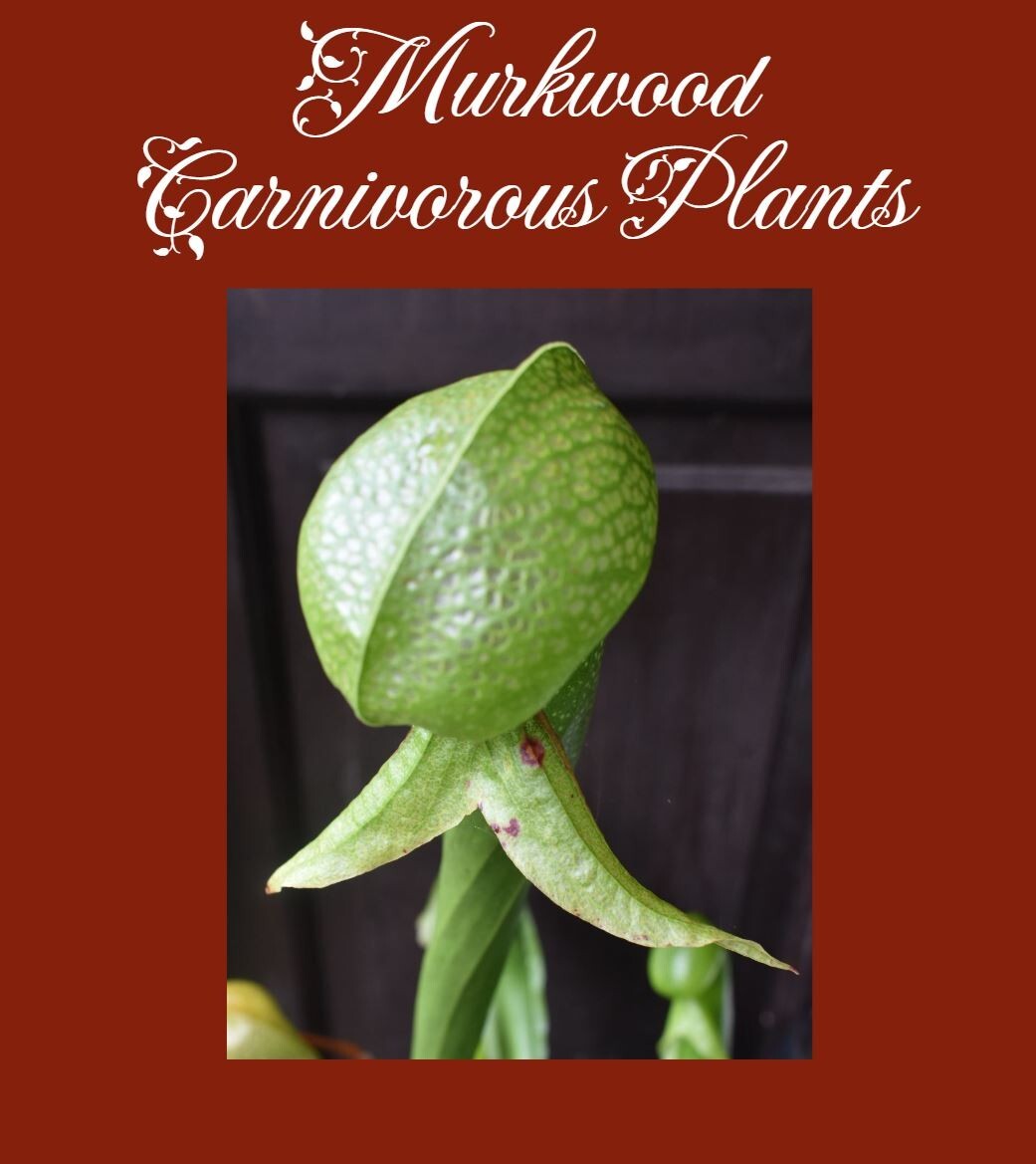 2025 NEW! COBRA LILY Darlingtonia Murkwood’s GIANT x SELF Carnivorous Plant SEED