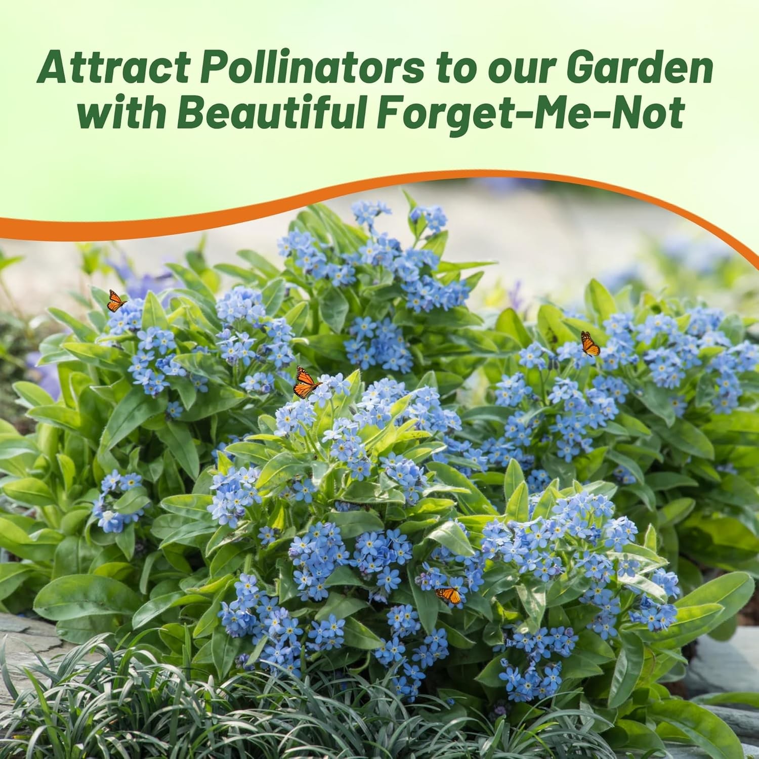 5000 Seeds Blue Forget Me Not Myosotis Seed For Planting – Alpestris Blue