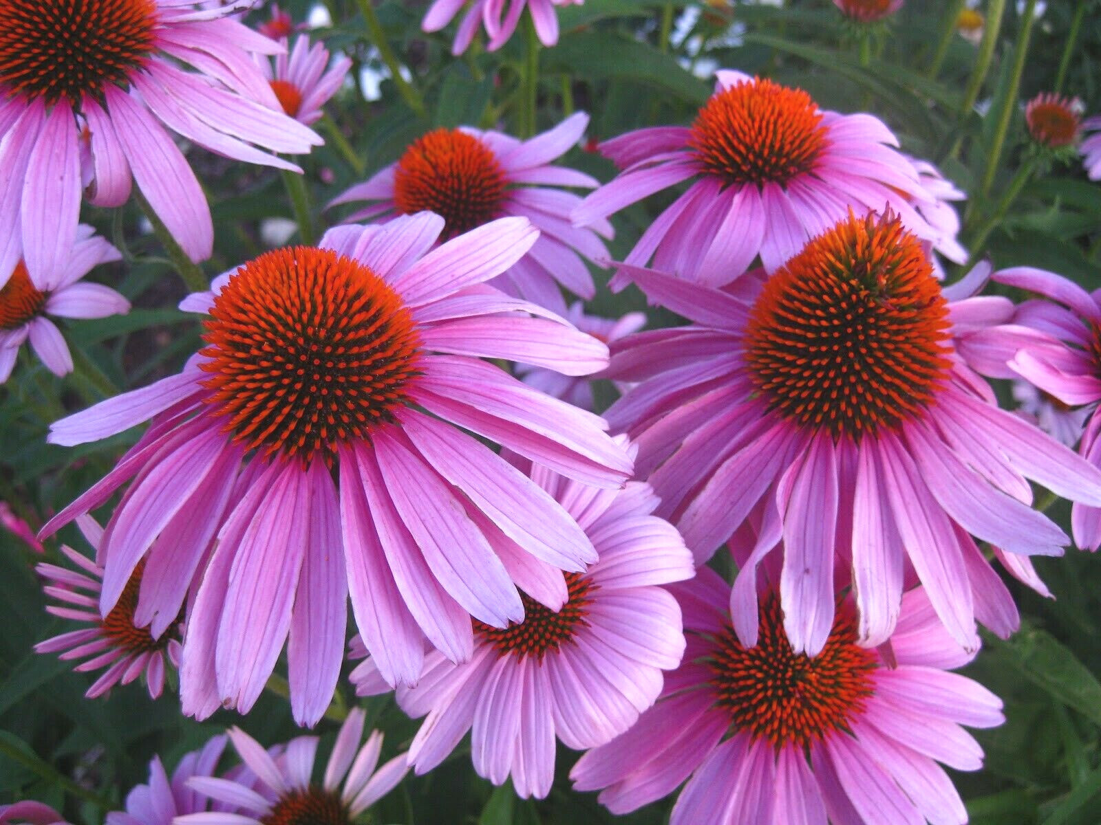70 Echinacea Rudbeckia Purpurea Purple Coneflower Seeds~NY Botanical Garden Club