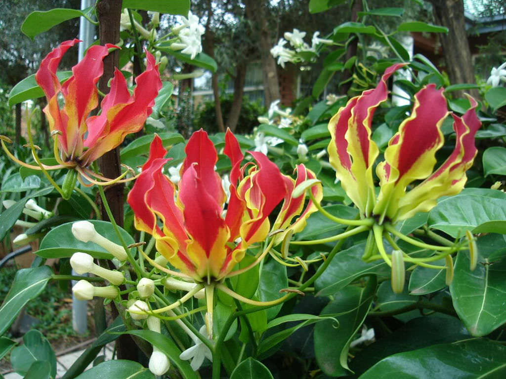 Gloriosa superba GLORIOSA LILY VINE SEEDS!