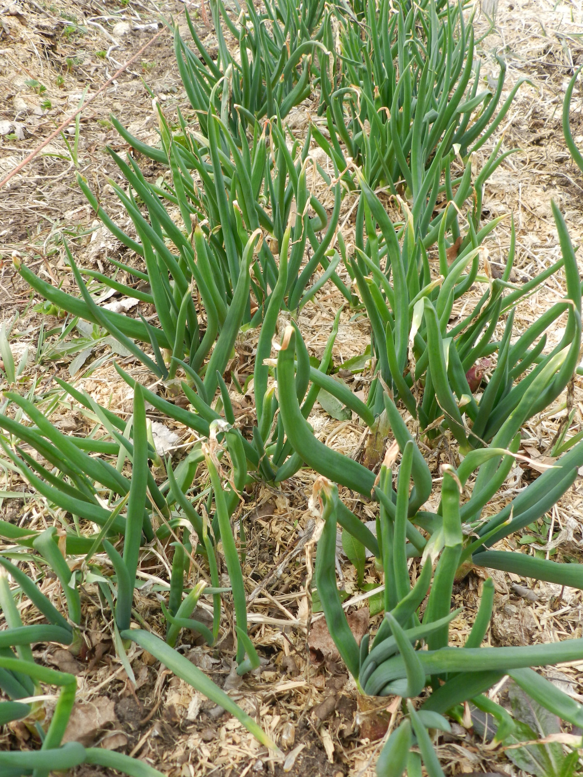 Egyptian Walking Onion PLANTS Grown in chemical free soil; FREE SHIPPING