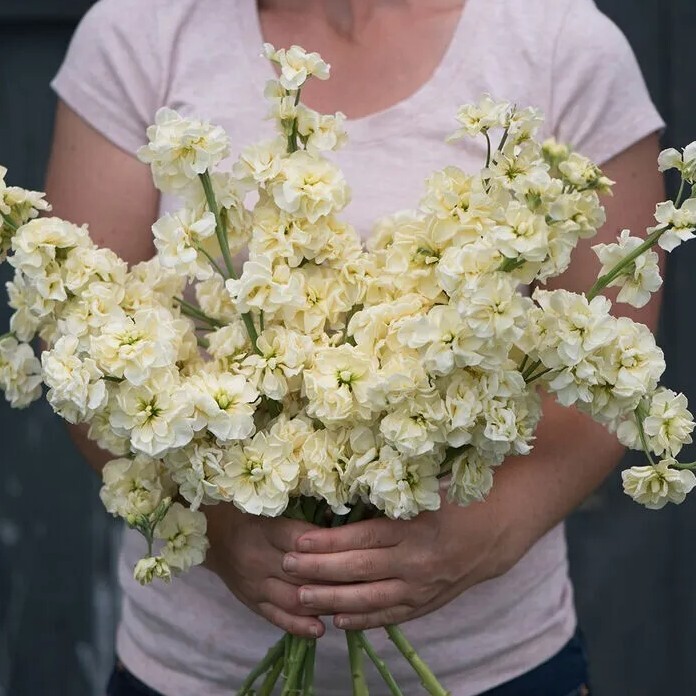 Stock Variety: Cherry Blossom, Lavender Blue, Yellow, Apricot, Purple, Ruby