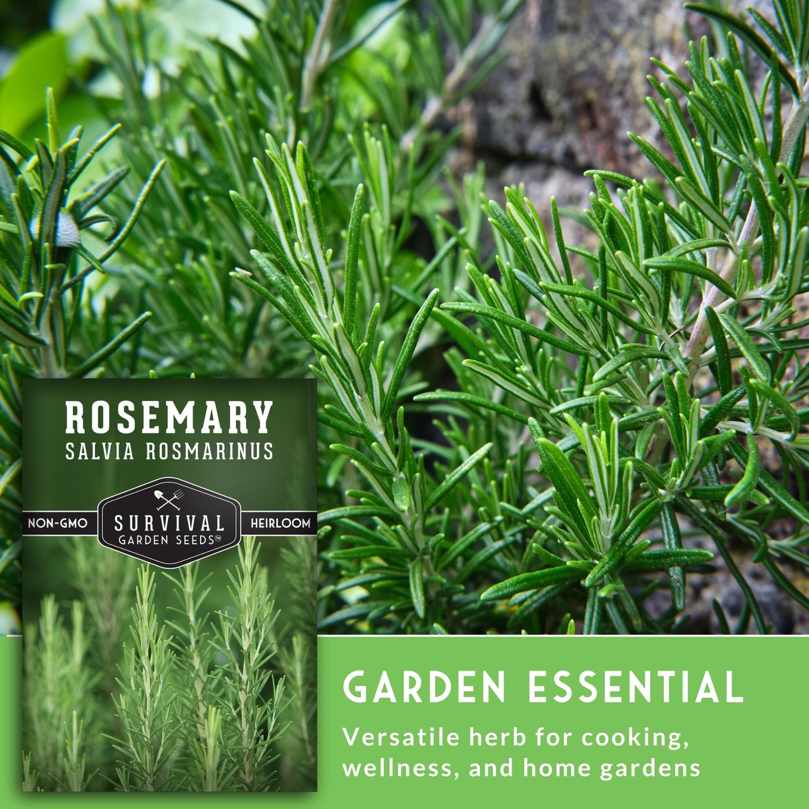 Rosemary Seeds for Planting – Heirloom Rosemary Herb Salvia rosmarinus for In…
