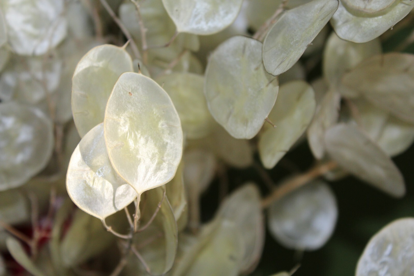 Silver Dollar 50+ SEEDS (Lunaria annua) 2023 CROP – US SELLER