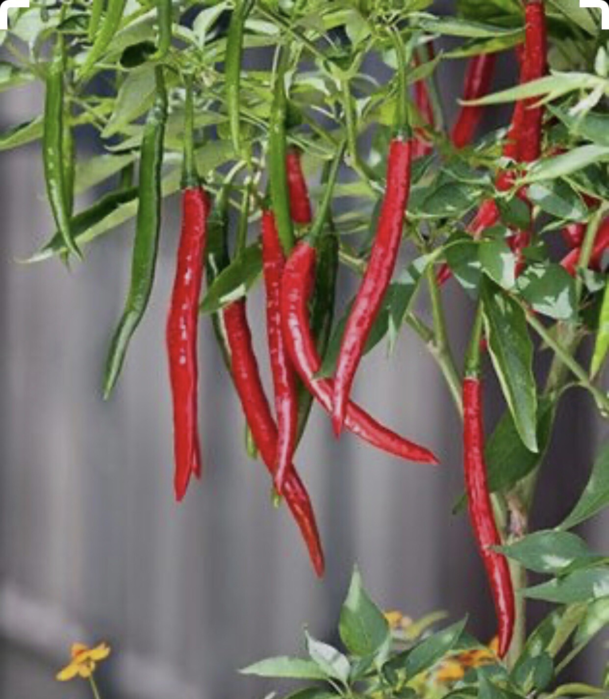 100 Plus HOT LONG RED CAYENNE PEPPER- Capsicum Annuum Seeds-Non GMO