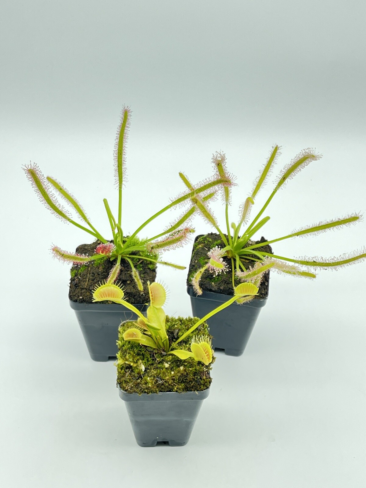 carnivorous plants starter kit Drosera Capensis Alba(1), Pink Flower(1), VFT(1)