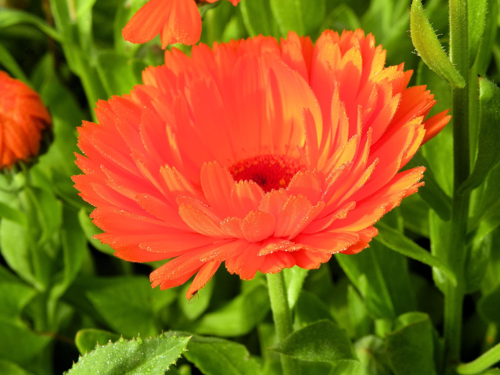 Calendula Geisha Girl Seeds Great potted Annual Perennial Plant Orange Blooms