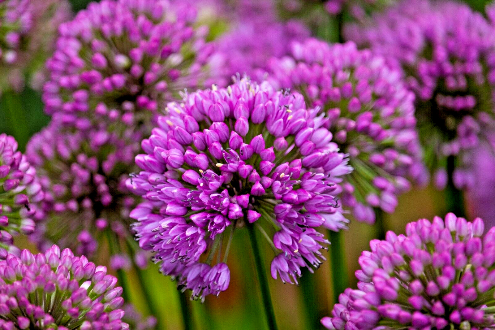 ALLIUM MILLENIUM LAVENDER FLOWERS 200 SEEDS, ORNAMENTAL ONION, HARDY