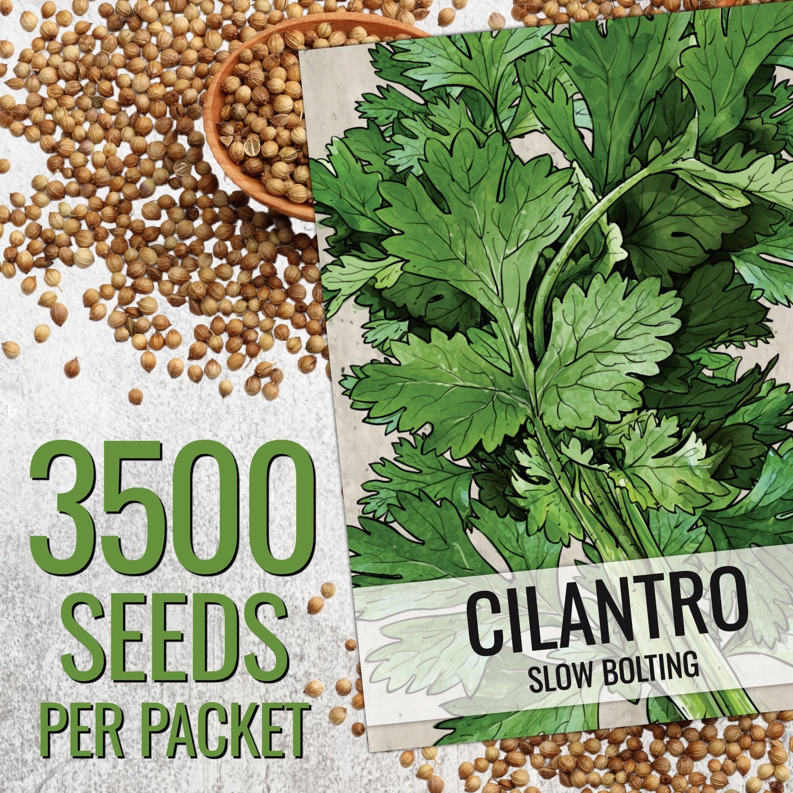 Cilantro Seeds for Planting NonGMO Heirloom Coriander, 1.5 oz Bulk Pack