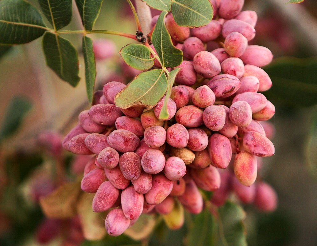 Pistachio Tree Seeds | Pistacia Vera Green Nut Perennial Seed 2025 Fast Shipping