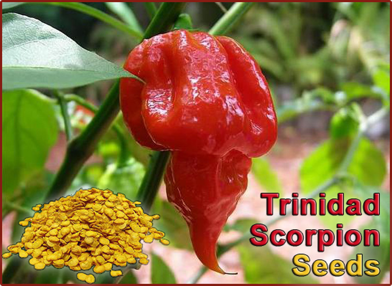 Scorpion Chili Pepper Seeds – New Crop – 100 seeds