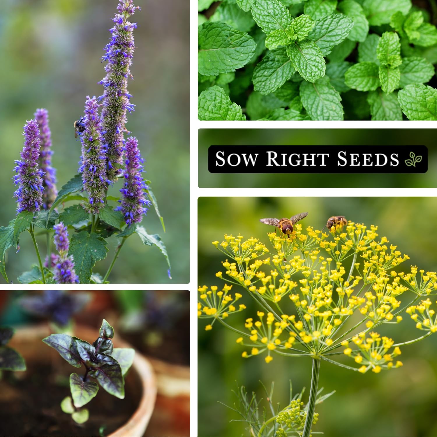 – 15 Herb Garden Seed Collection for Planting – Essential Herbs for Cooking -…