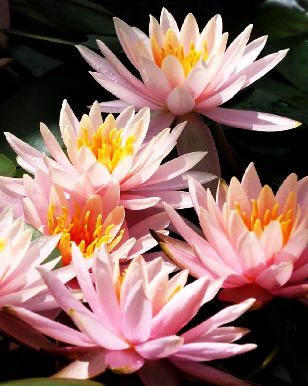 30 PCS Lotus Seeds for Water Lilies – Pink, Purple, Red Aquatic Plants