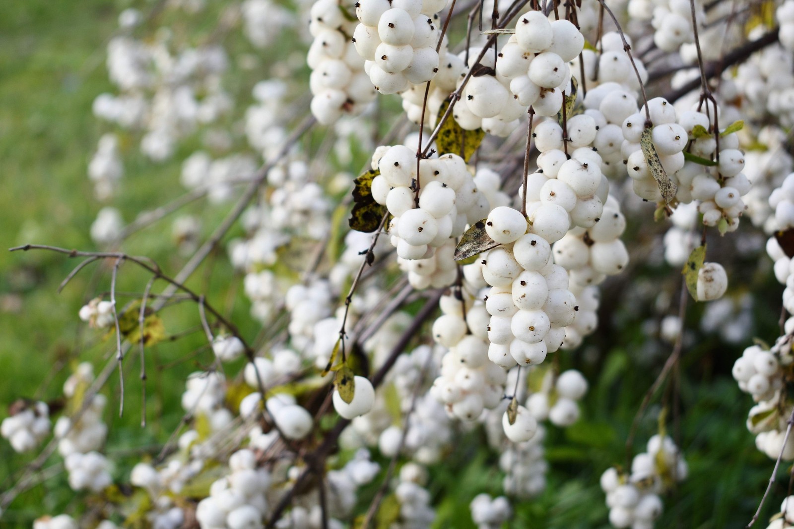 30 WESTERN SNOWBERRY Shrub White Pink Flower Symphoricarpos Occidentalis Seeds