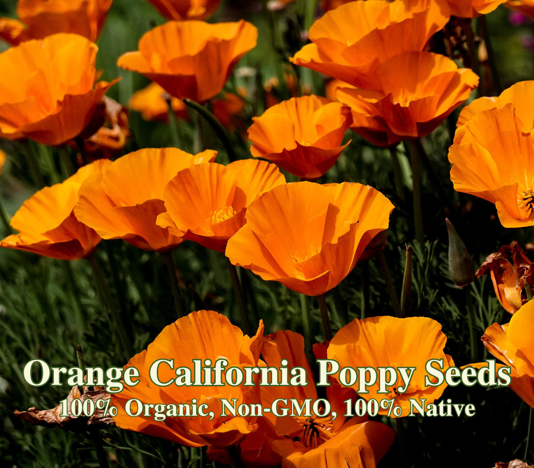 California Native Poppy Seed Mix