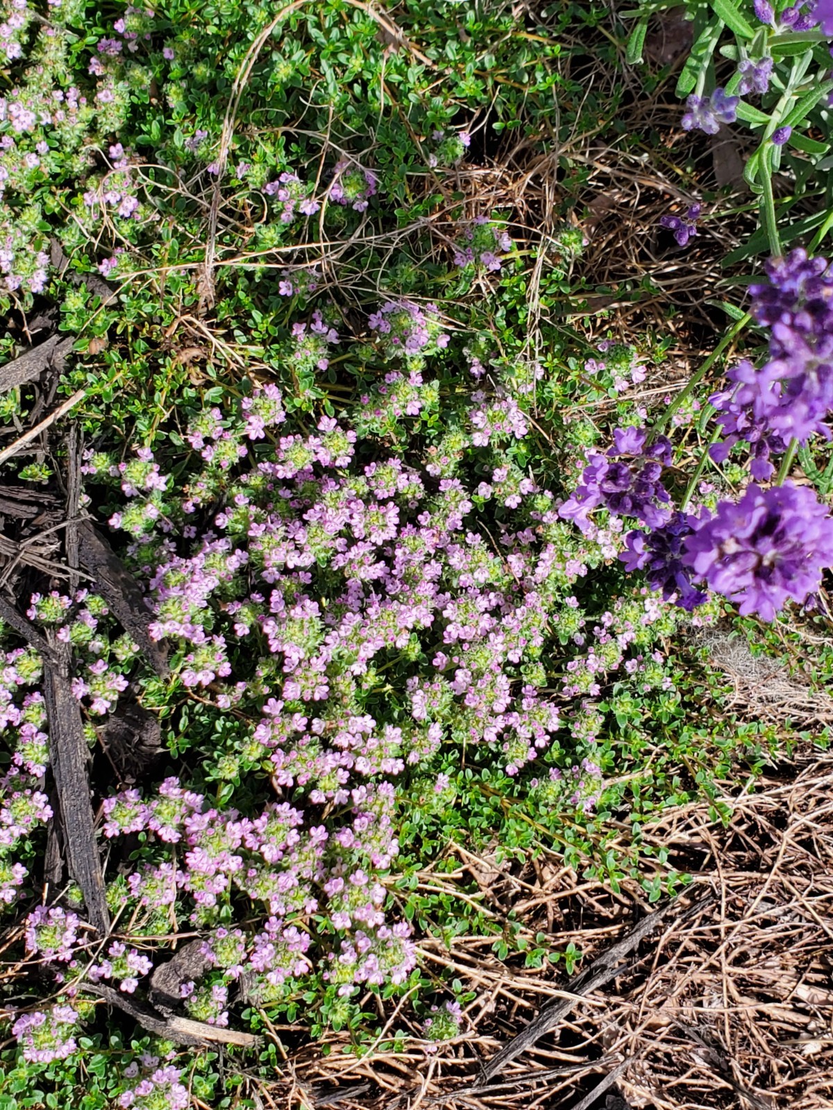 Depression: Self-help collectible gift card with Thyme seeds attached as a gift