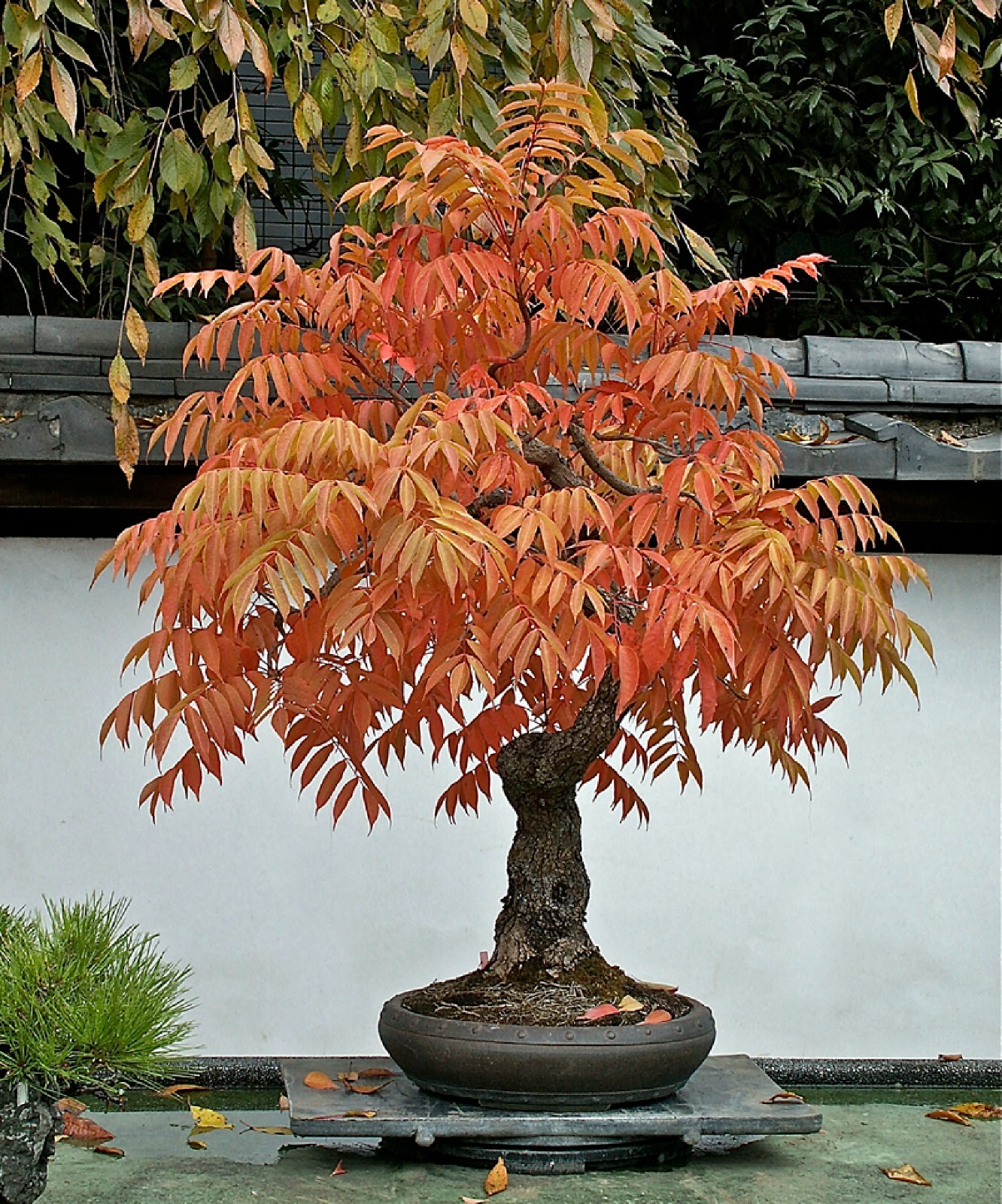 Dwarf Flameleaf Sumac Vibrant Ornamental 30+ seeds Free Shipping!