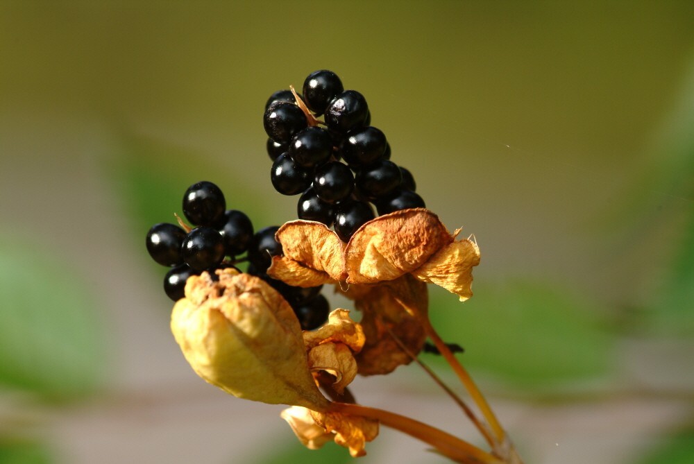 Iris Domestica / Belamcanda Chinensis 20 Seeds, Blackberry Herb or Leopard Lily