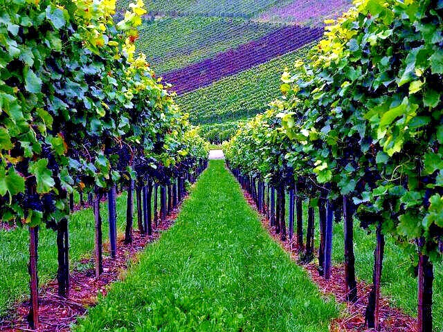 20 WINE GRAPE SEEDS (Vitis vinifera) Vine Tree Fast Hardy Garden Fruit Plant