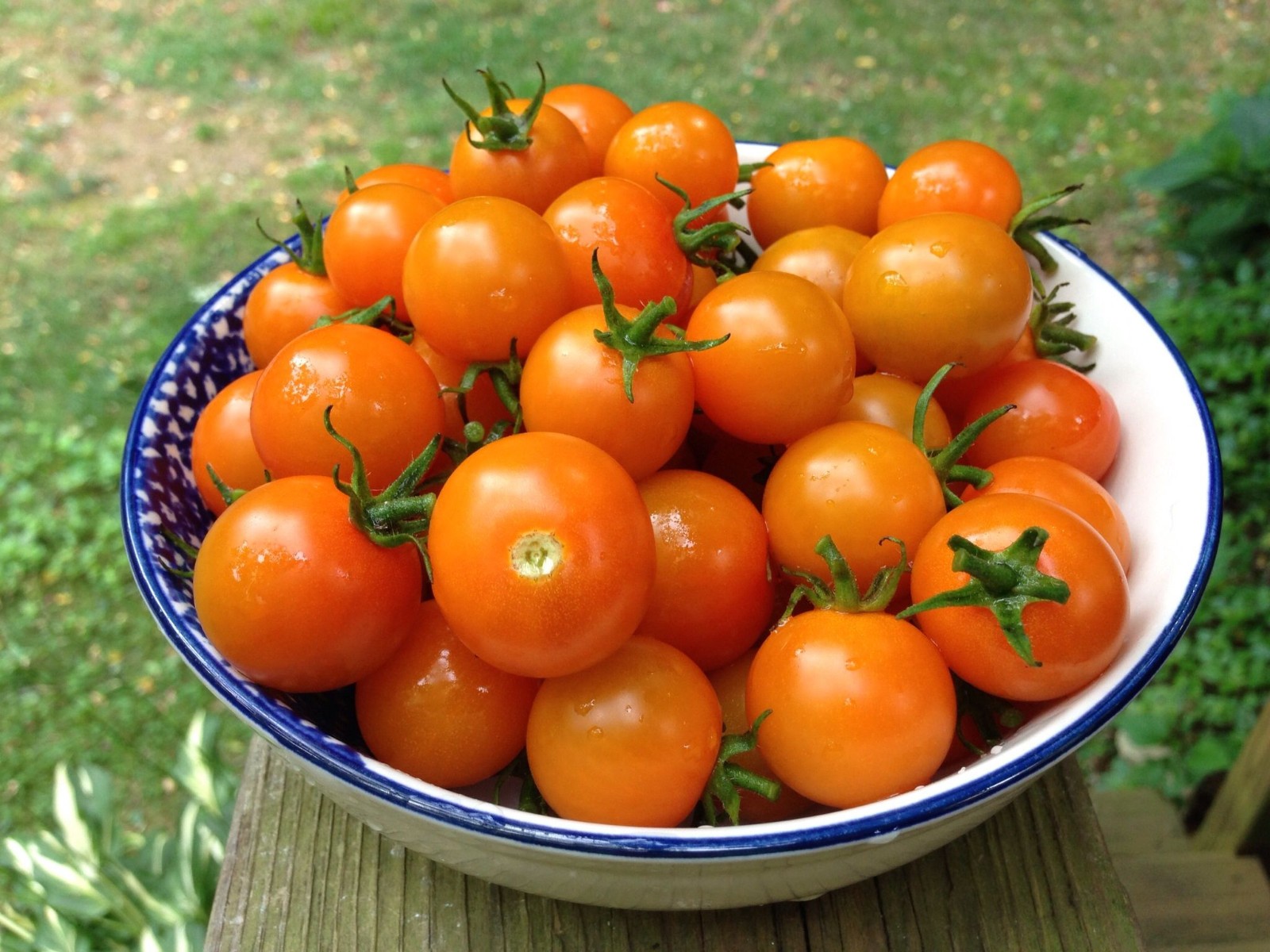 25 Sungold Cherry Tomato Seeds – Free Shipping Organic NonGMO Authentic F1 Seeds
