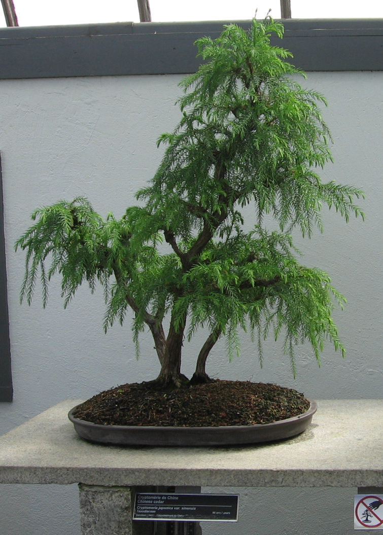 Japanese Red Cedar, Cryptomeria japonica, Tree Seeds