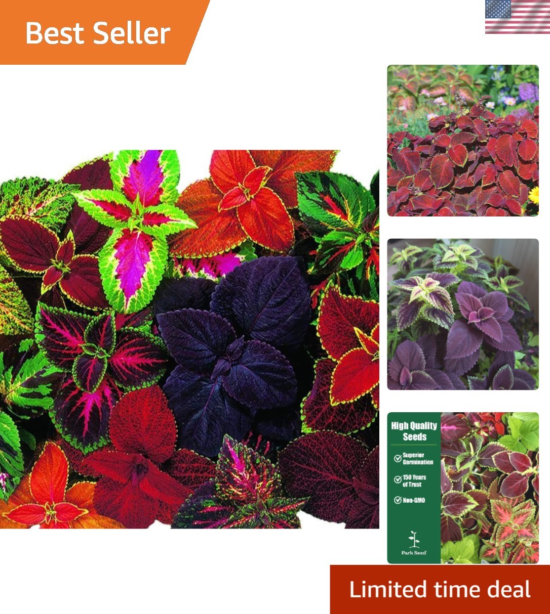 Heirloom Giant Exhibition Coleus Seeds – Classic Victorian Beauty, Pack of 20