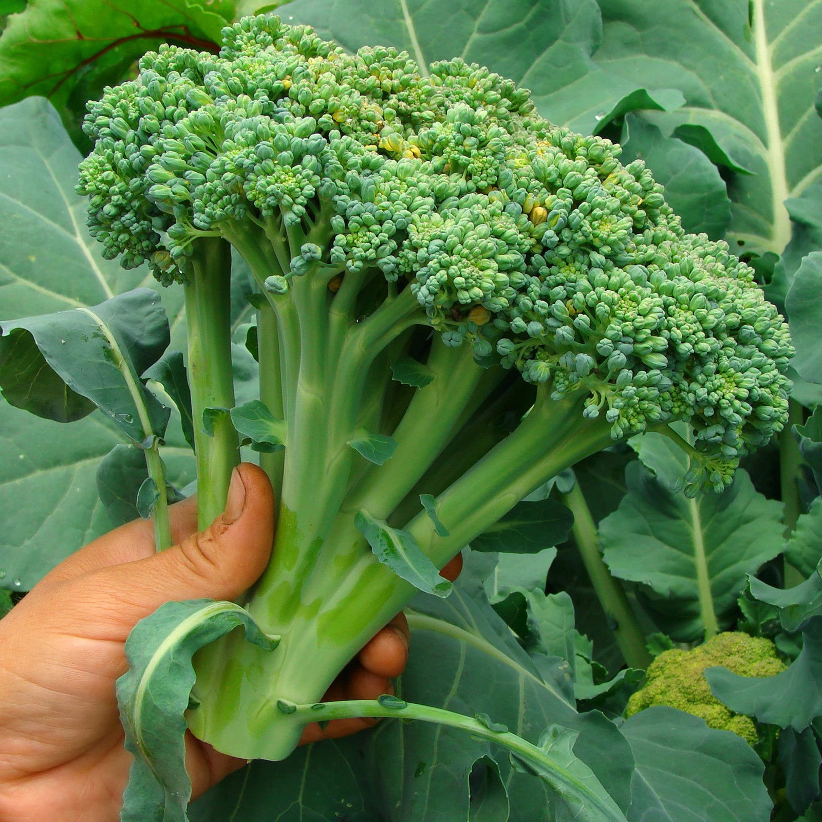 Purely Organic Broccoli Seeds Waltham 29 – Approx 750 Seeds – USDA Organic,