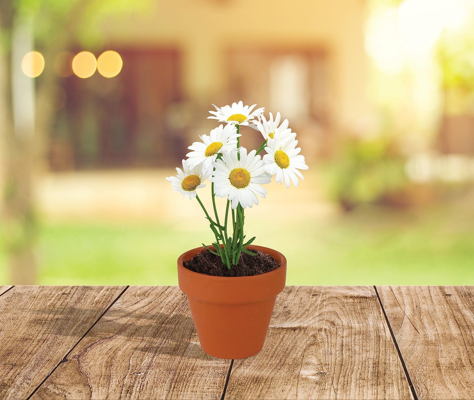 Daisy Seeds & Genuine Terracotta 5cm Mini Pot Bulk Pack (20 Count), Includes …