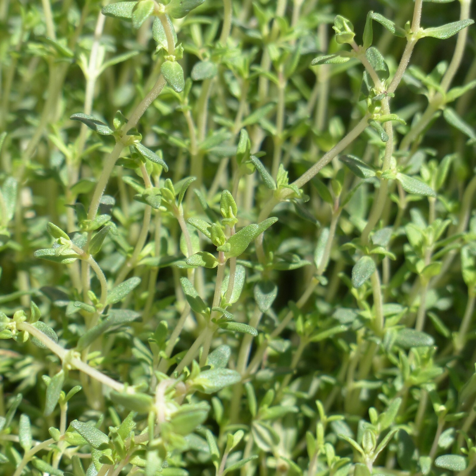 Thyme Seeds, Thymus Vulgaris, Heirloom, Non-GMO, Medicinal, Herb, Free Shipping