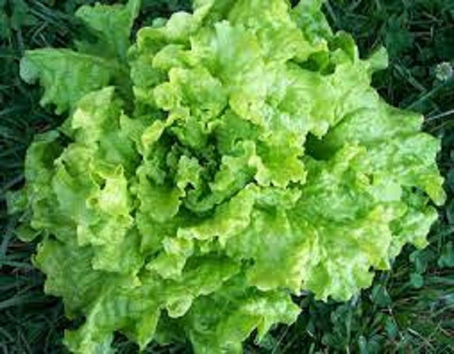Premium Black Seeded Simpson Leaf Lettuce. Fresh Organic Heirloom Seeds. Popular