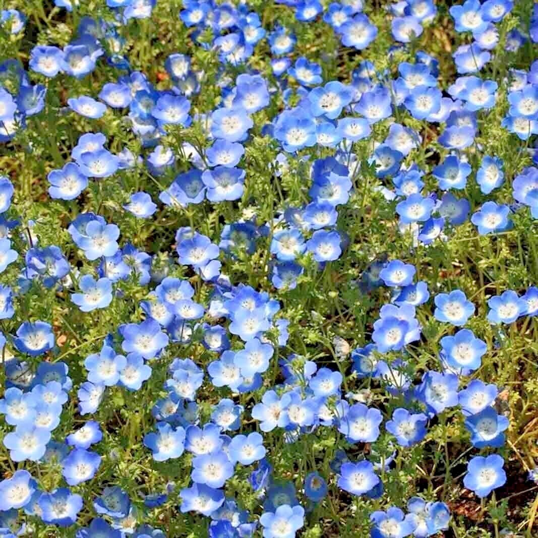 1000 BABY BLUE EYES SEEDS FLOWERS GROUNDCOVER DROUGHT TOLERANT WILDFLOWER SPRING