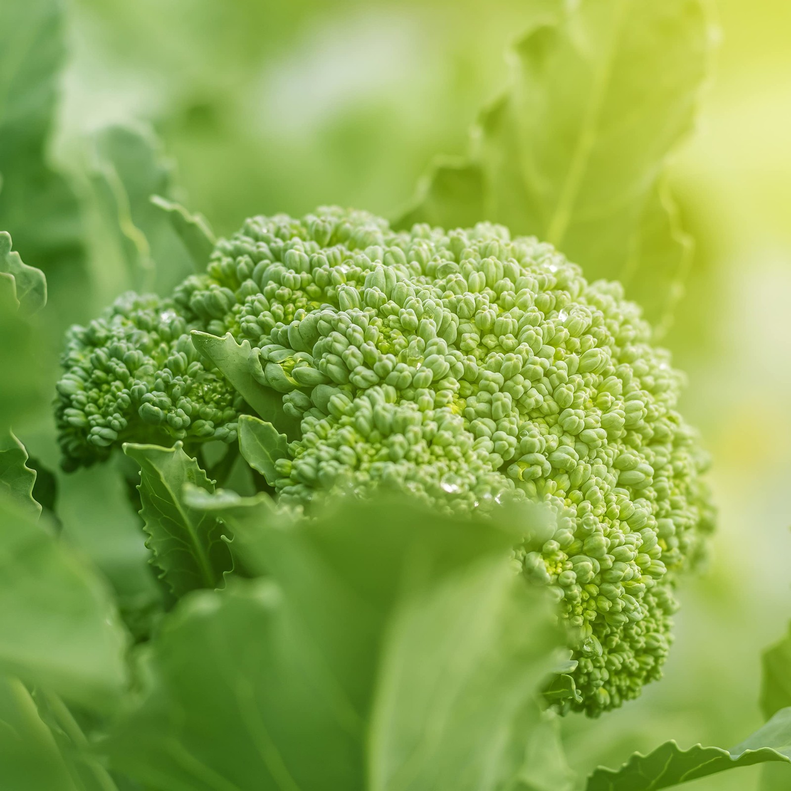 Purely Organic Broccoli Seeds Waltham 29 – Approx 750 Seeds – USDA Organic,