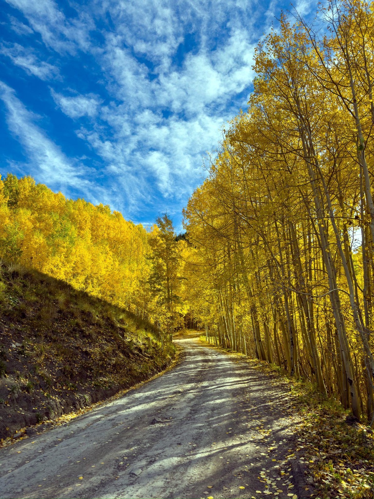 Quaking Aspen Tree Seeds (Populus tremuloides) Cold Hardy Golden Fall Tree