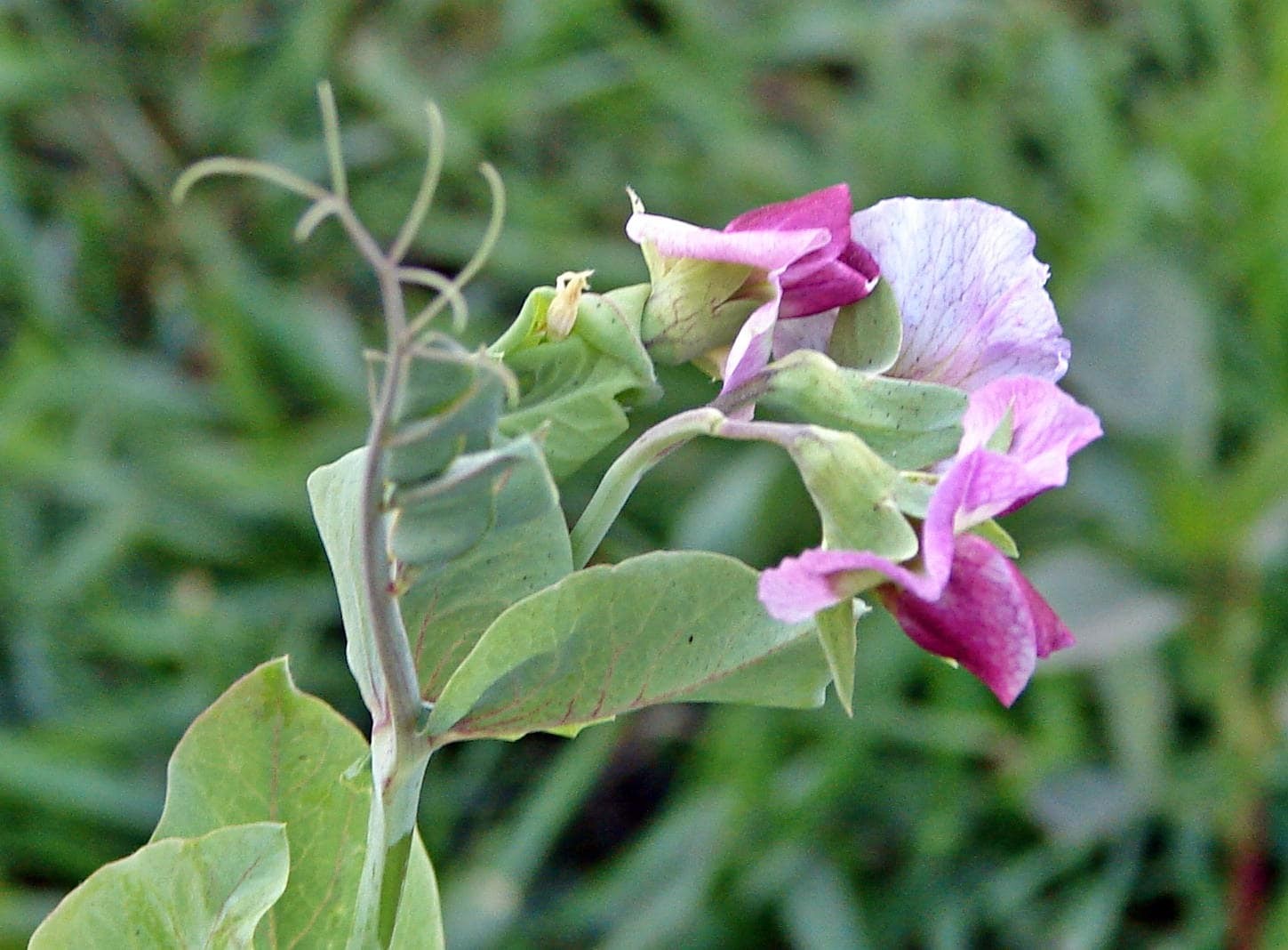 Purple Magnolia, Snap Peas