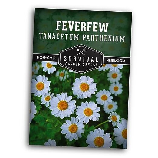 Feverfew Seeds for Planting – Perennial Daisy-Like Flower Herb, Pollinator 1