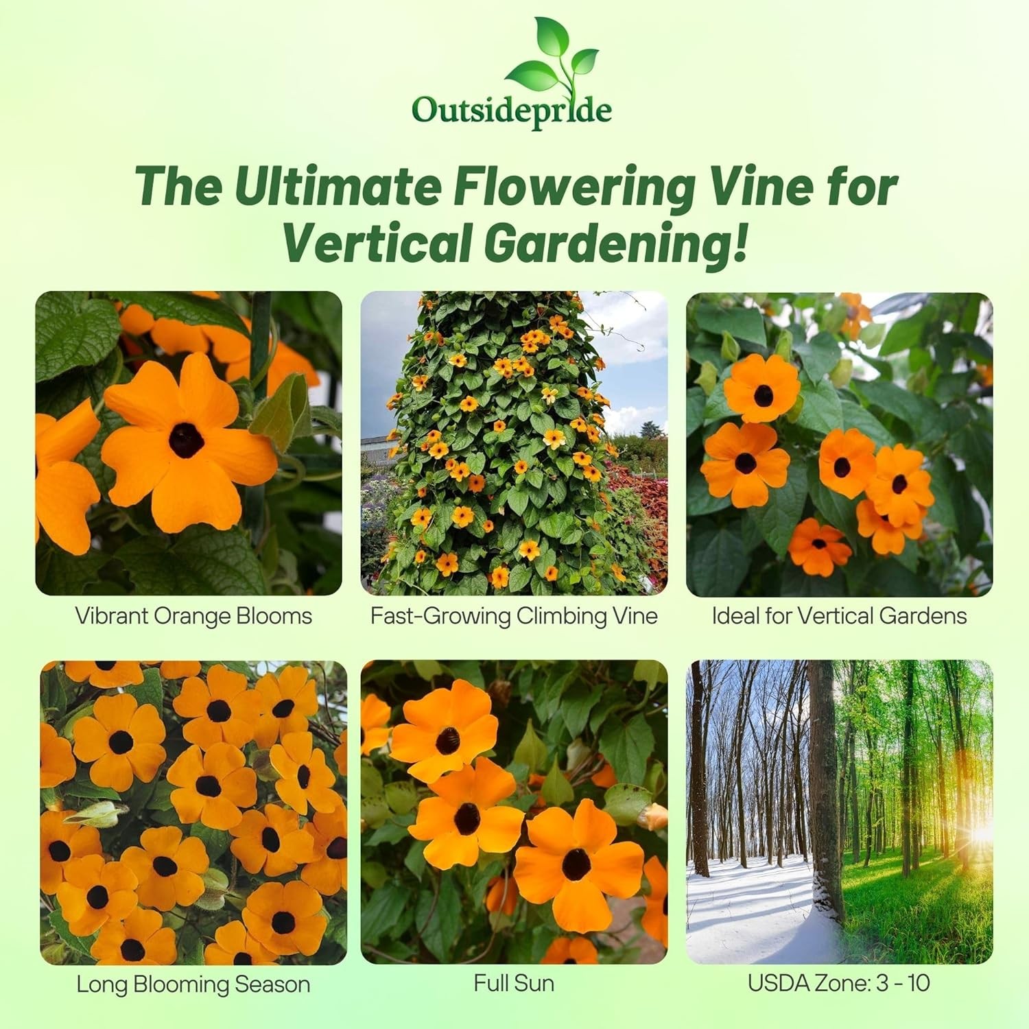 100 Seeds Orange Thunbergia Seeds For Planting – Black Eyed Susan Vine