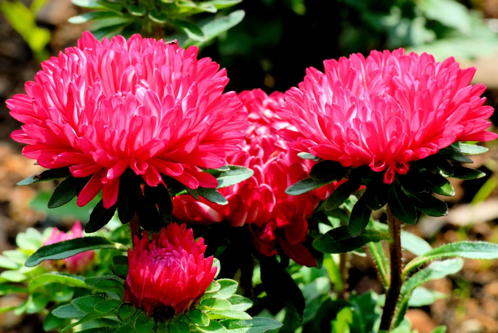 50 Seeds ASTER GREMLIN DOUBLE RED Callistephus Chinensis