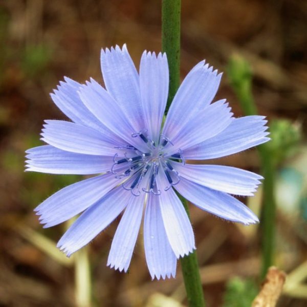 Chicory Seeds | Non-GMO | 300 – 6,000 Seeds | Non-GMO | Free Shipping | 1248