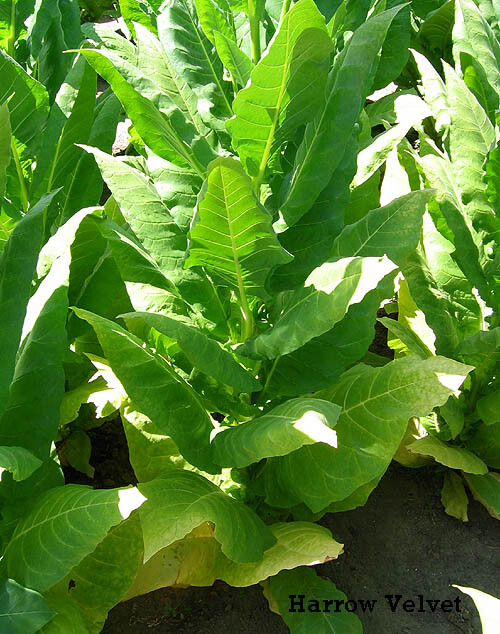 1000 Harrow Velvet Tobacco Seeds ~ Heirloom ~ Medium Flavor ~ Burley