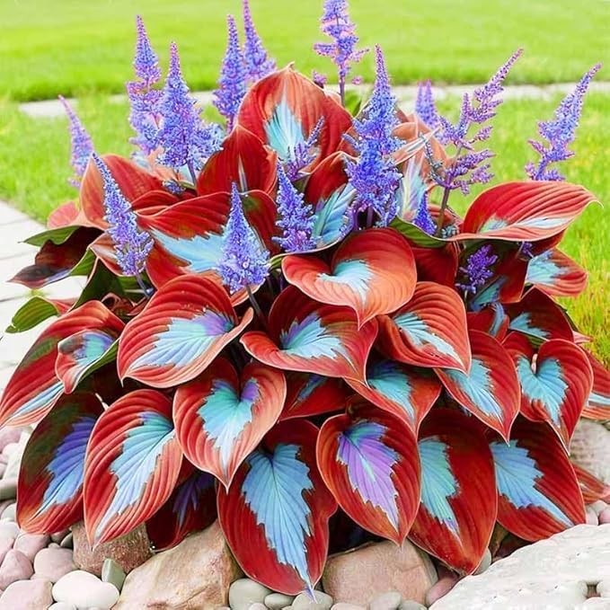 110 Pcs Fragrant Hosta Flower Seeds for Planting Easy Growing Perennial Shade Pl