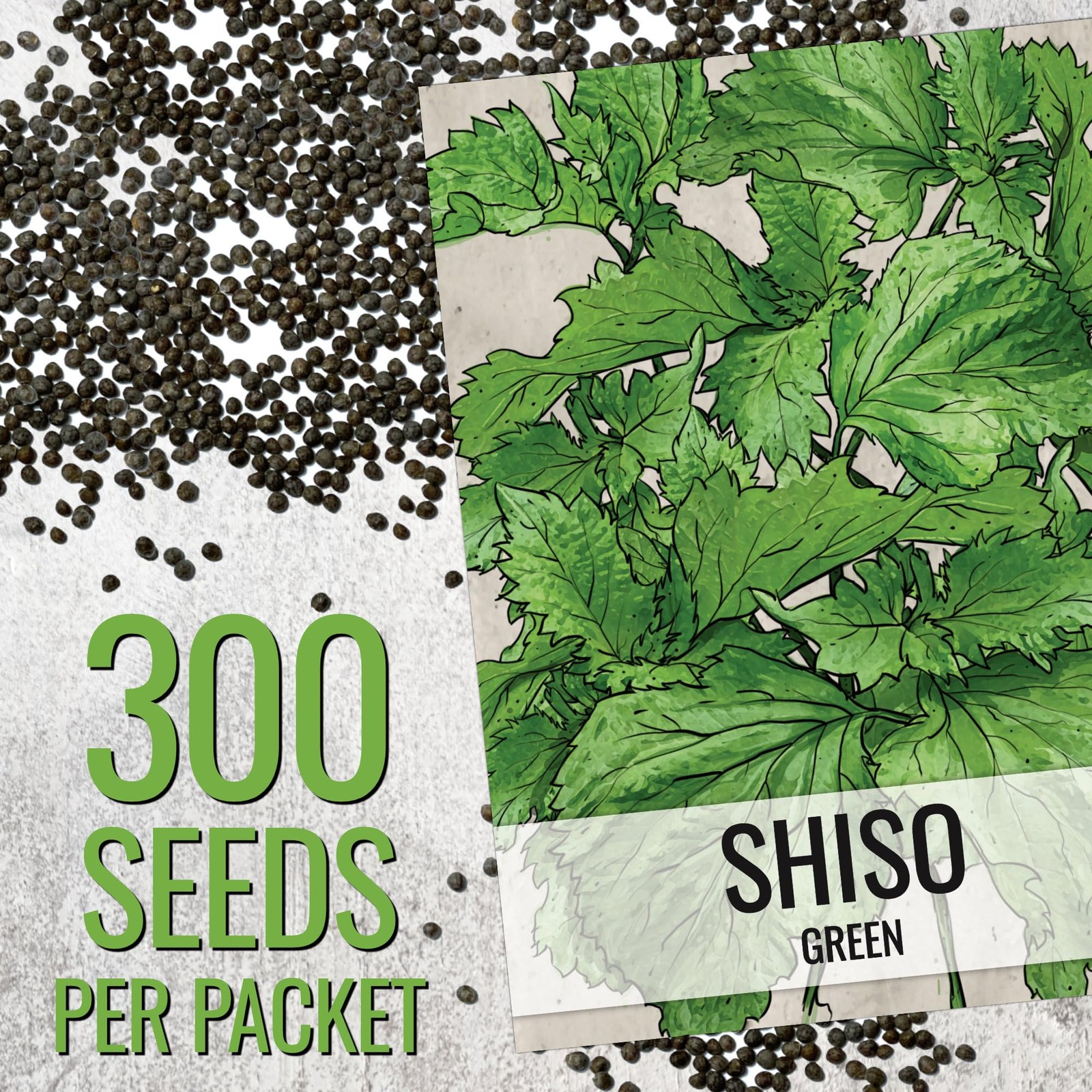 Shiso Seeds for Planting Green Perilla – Non-GMO Culinary Herb (2 Packs)