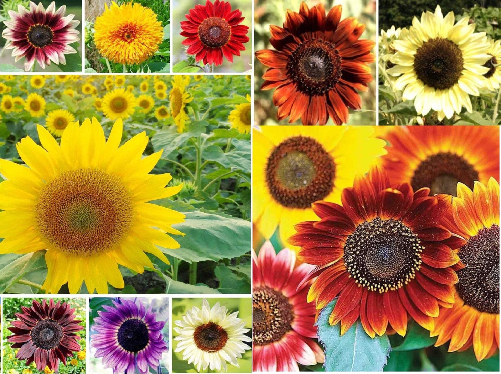 1,000+ Sunflower Seeds for Planting – Jumbo Mix Pack – 15+ Varieties – (Helianth
