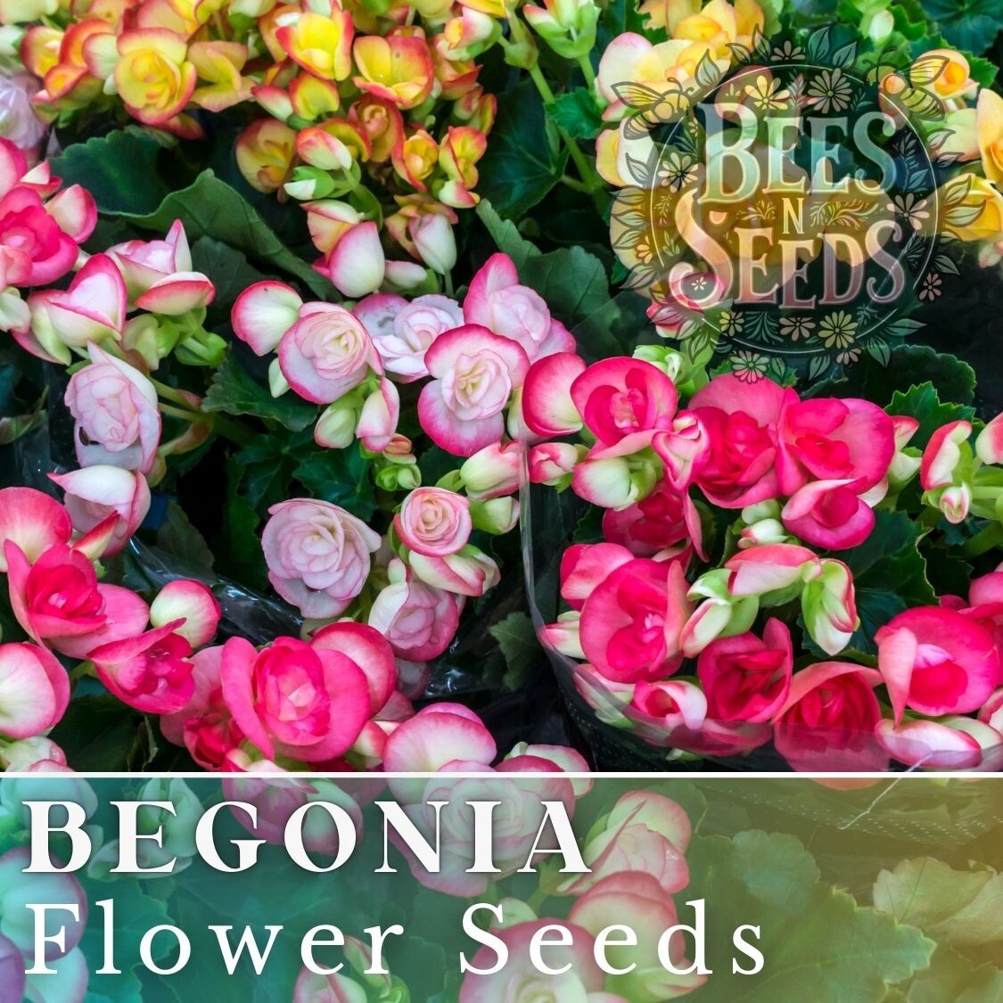 Dreamscape Blend Begonia Seeds 45 or 125 Seeds Flower, Flower Seeds, Non GMO