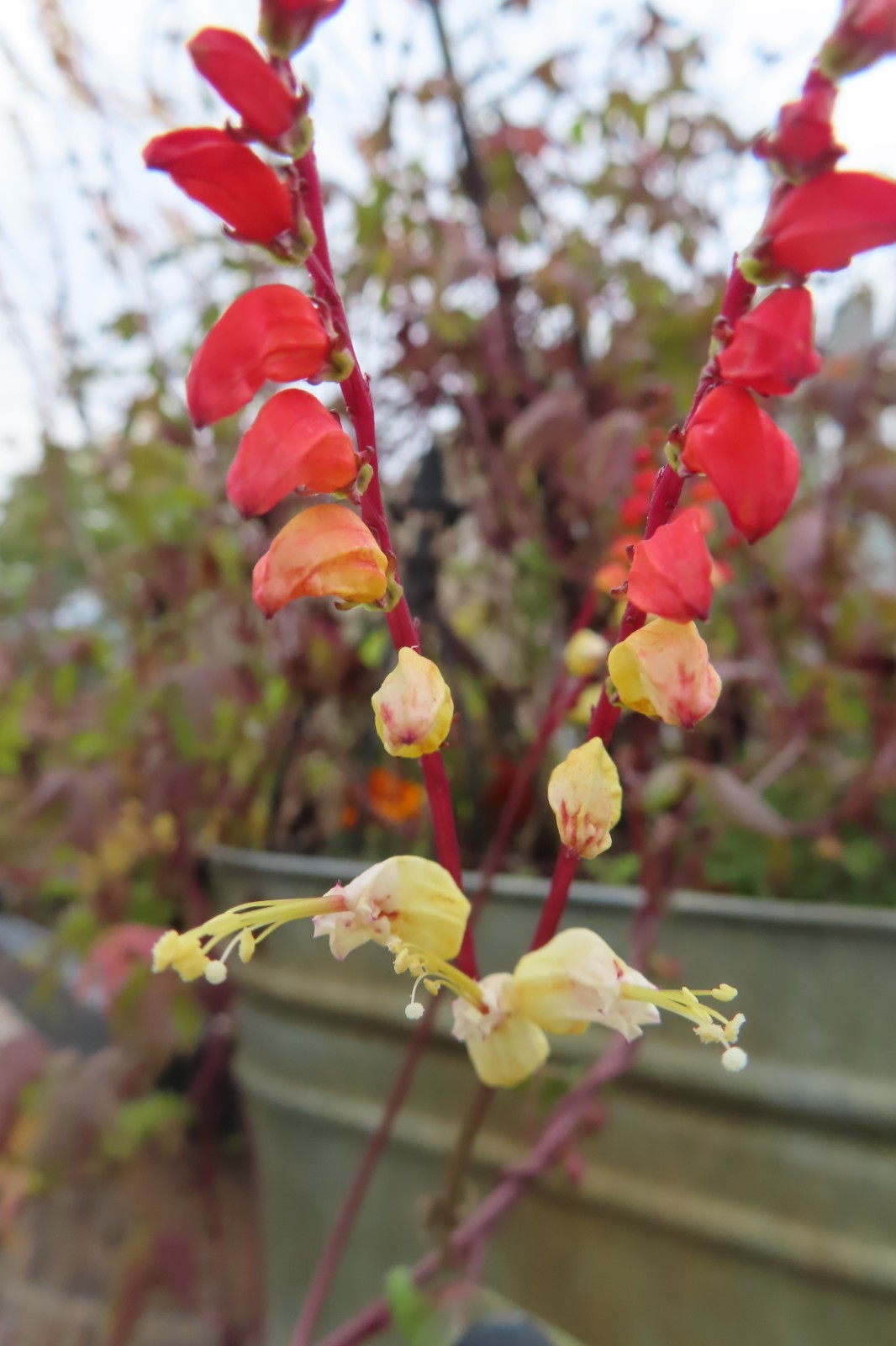 Firecracker Vine Seeds- Mina Fire Vine, Spanish Flag Vine, Exotic Love Vine