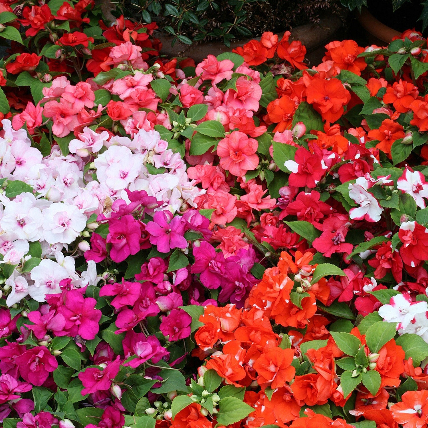 Impatiens Seeds 25 Athena Mix Trailing Impatiens F1 Variety