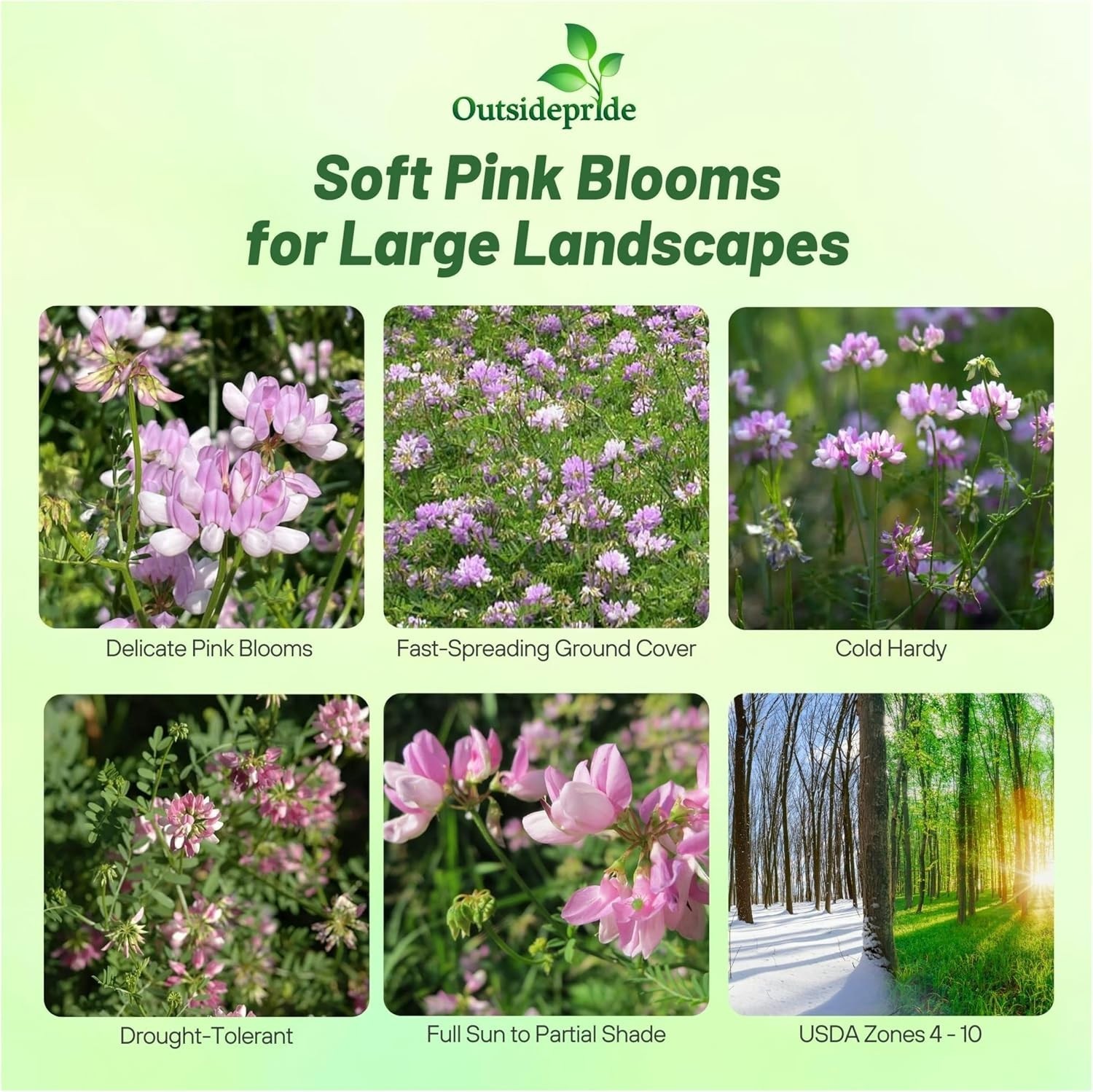 Versatile Crown Vetch Seeds – USDA Zone 4-10
