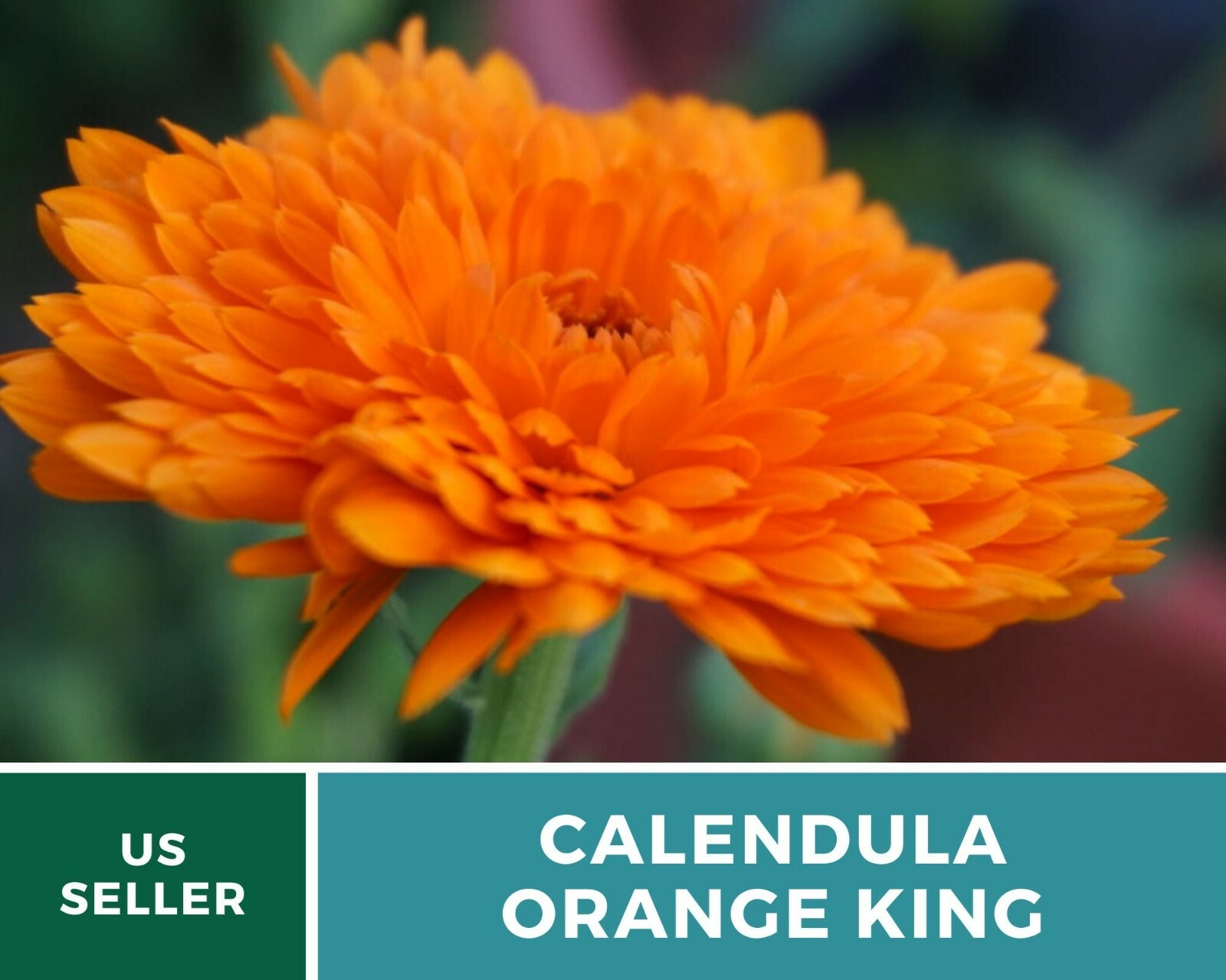 Calendula, Orange King – Heirloom Seeds – Medicinal & Pollinator Friendly Flower