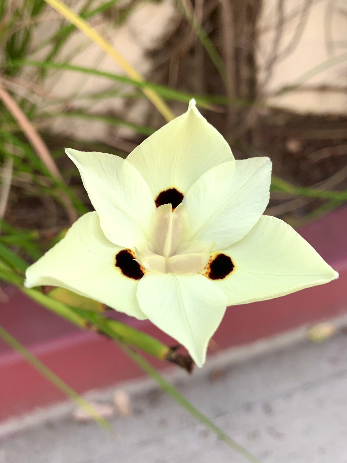 Dietes Bicolor/ Yellow Wild Iris/ African Iris – 30 Seeds 2023