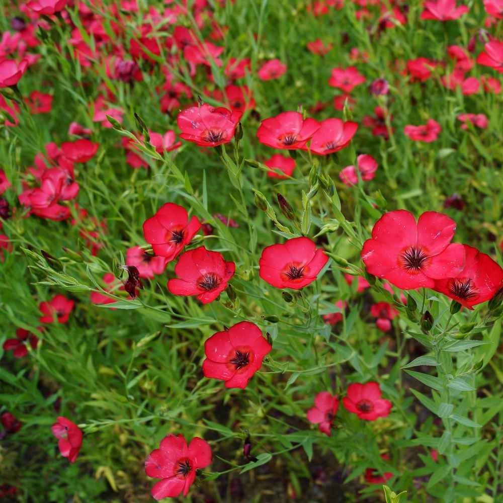 5 LBS Drought Tolerant Linum Rubrum Scarlet Flax Wildflower Seed